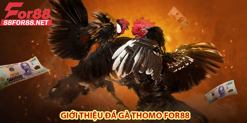 Giới Thiệu Đá Gà Thomo For88
