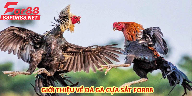 Giới Thiệu Về Đá Gà Cựa Sắt For88