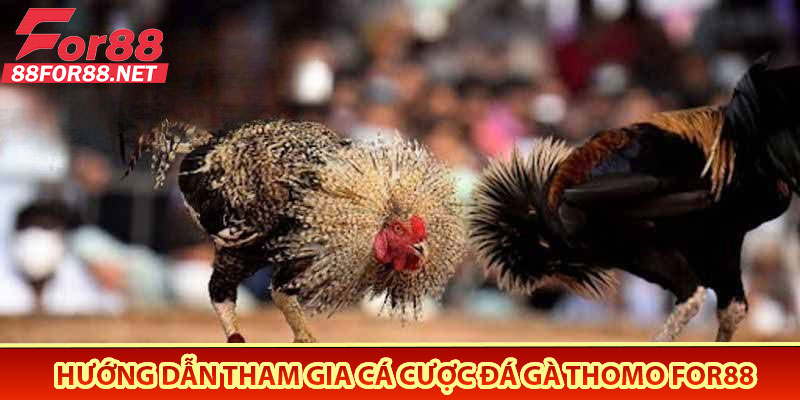 Hướng Dẫn Tham Gia Cá Cược Đá Gà Thomo For88