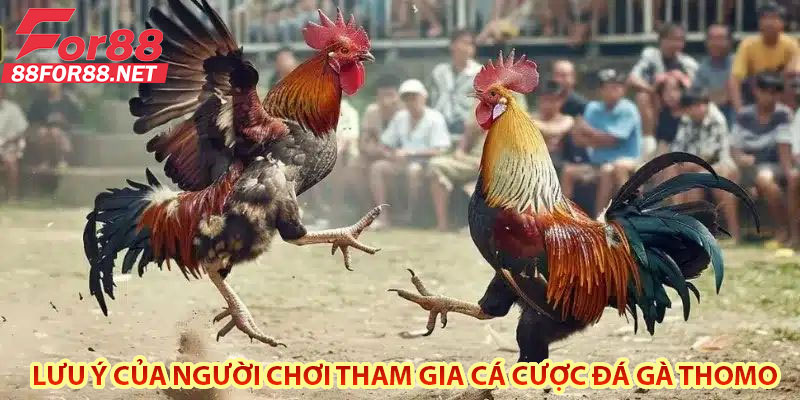 Lưu Ý Của Người Chơi Khi Tham Gia Cá Cược Đá Gà Thomo