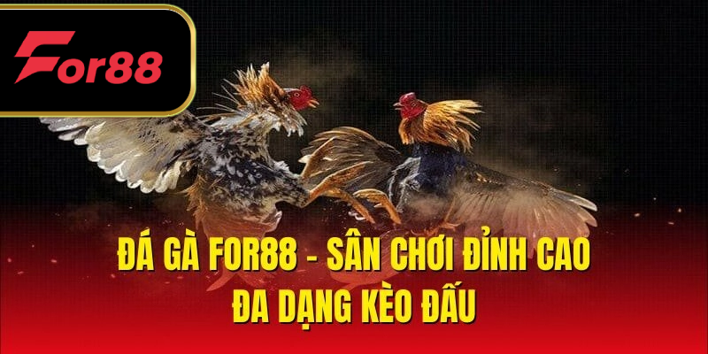 Đá gà - sân chơi đỉnh cao, đa dạng kèo đấu 